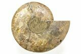 Cut & Polished, Crystal-Filled Ammonite Fossil - Madagascar #317419-3